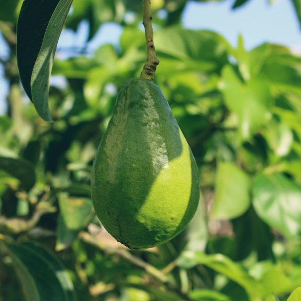 Avocat (1kg)