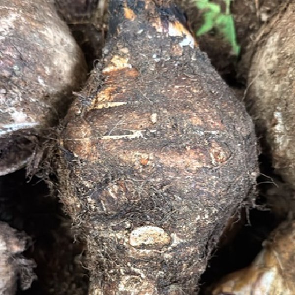 Dachine - Madère (1kg)