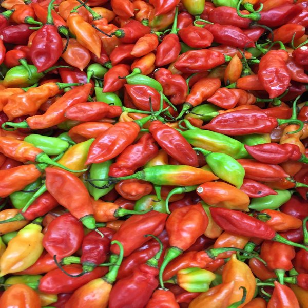 Piment Végétarien