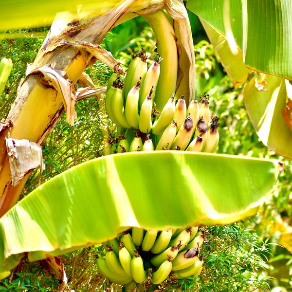 Banane Plantain (1kg)